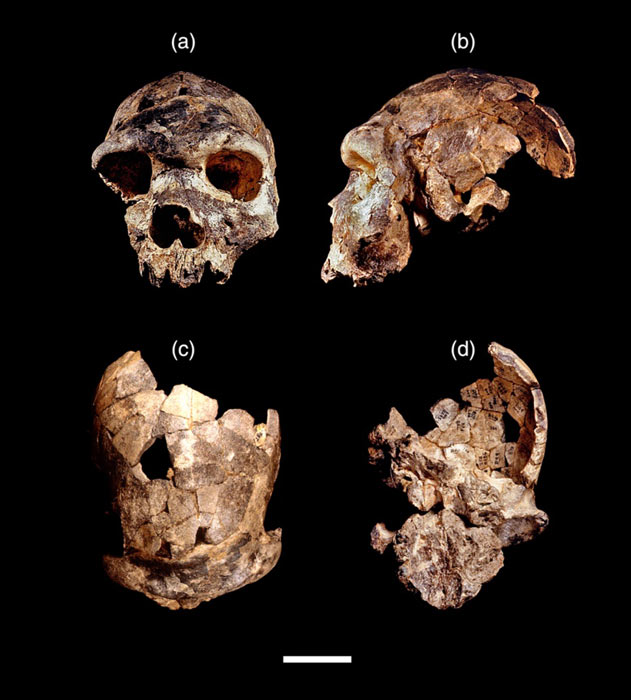 Skull of Homo bodoensis.  (Jeffrey H. Schwartz / Evolutionary Anthropology)