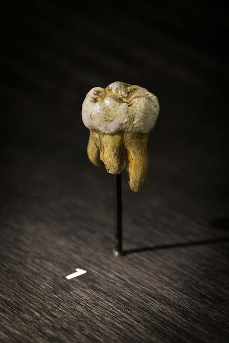 A Denisovan tooth found in Russia’s famous Denisova Cave in 2000. (Thilo Parg / CC BY-SA 3.0)