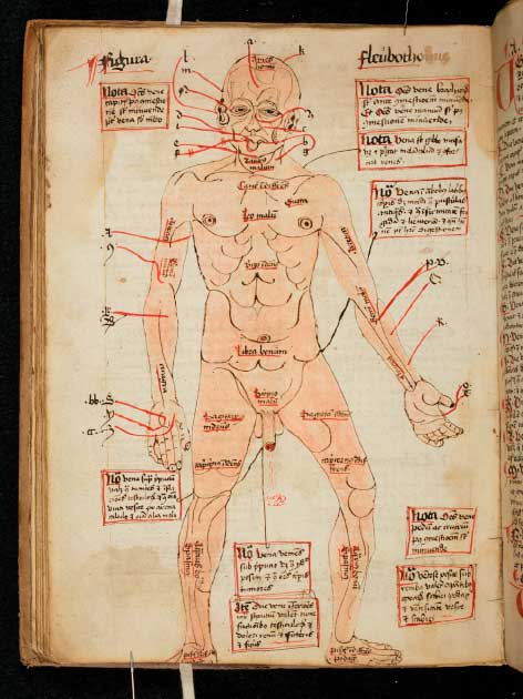 Diagrama del cuerpo humano, que muestra las venas que se abren para sangrar, siglo XVI. (©Universidad de Cambridge)