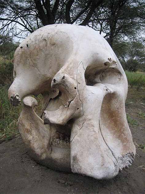 Cráneo de elefante en el Parque Nacional Serengeti. (CC BY-SA 2.0)