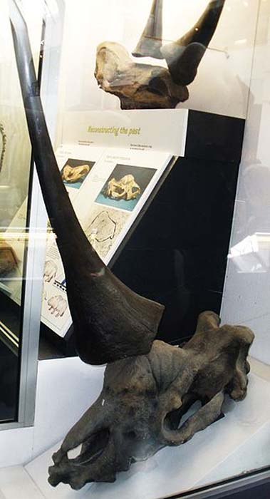 Fósil de Elasmotherium en exhibición en el Museo de Historia Natural de Londres. 