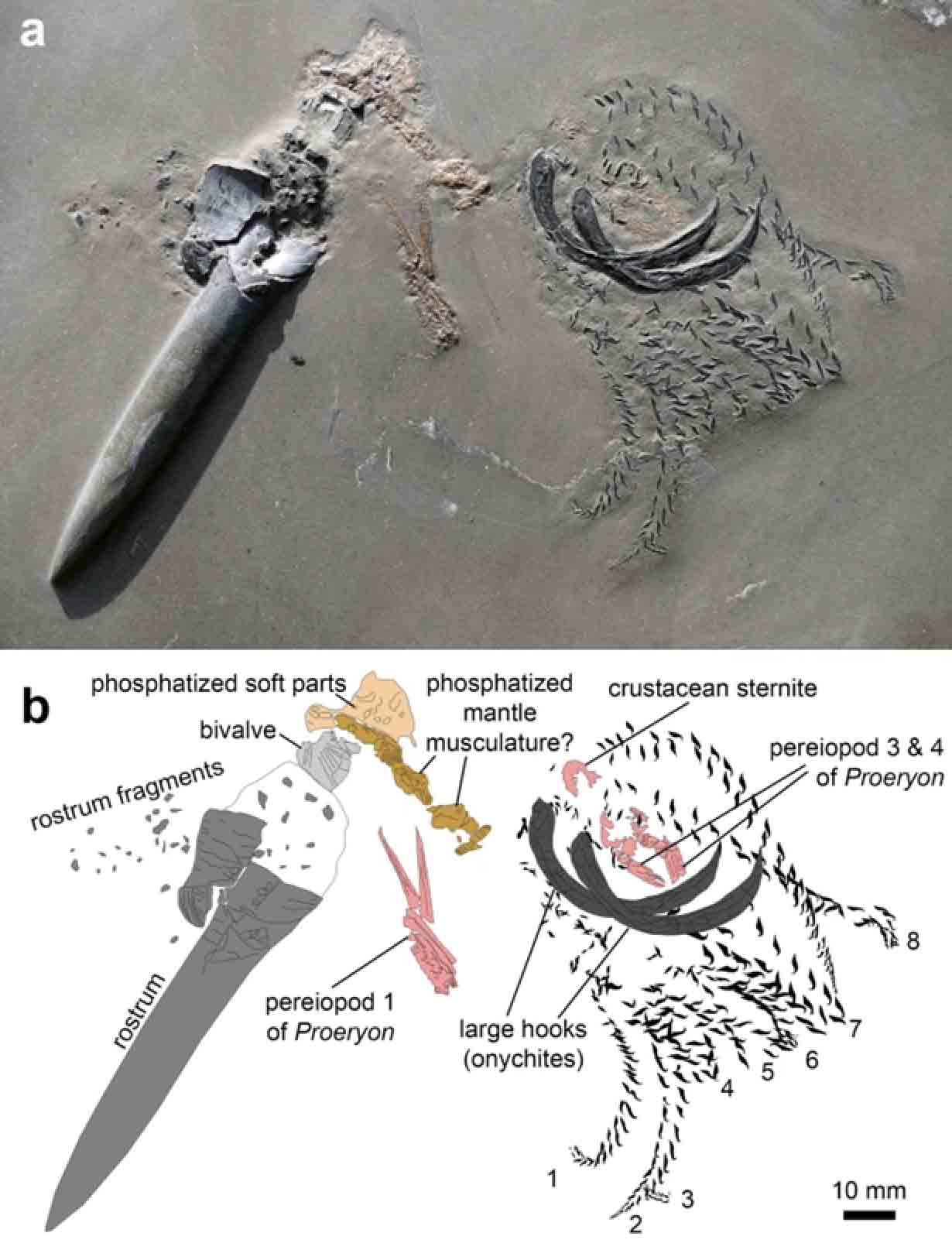 a) Una foto del espécimen fósil de la era Jurásica y su presa. b) Dibujo de cámara lucida basado en a). (Diario Suizo de Paleontología)