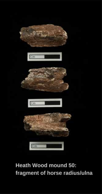 Fragment of cremated bone from the horse unearthed at the Viking cremation burial site. (Löffelmann et al. / PLOS ONE)