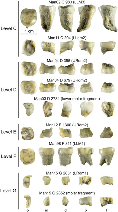 The Grotte Mandarin human remains, which included the Homo sapiens tooth from a child, included many teeth. (ScienceAdvances)