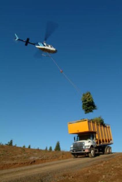 Helicopter hoisting of firs in transport trucks in Oregon. Noble Mountain Tree Farm