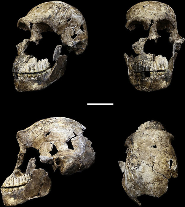 El cráneo LES1 Homo naledi encontrado en un nivel más alto que los restos de Leti en las Rising Star Caves. (John Hawks, et al / CC BY 4.0)