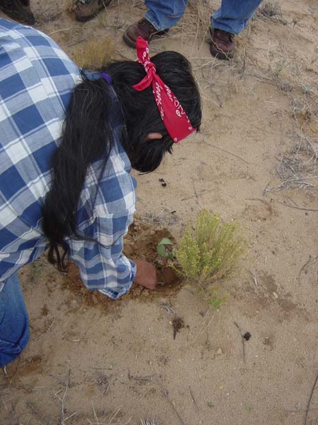 Hopi elder Harold Polingyumptewa digs up a sööyöpi root, used for healing. Chip Colwell, Author provided