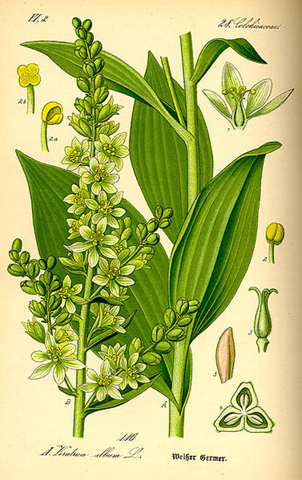 Illustration of Veratrum album (Prof. Dr. Otto Wilhelm Thomé - Flora von Deutschland, Österreich und der Schweiz 1885)