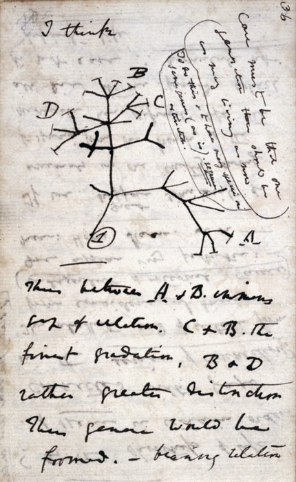 A mediados de julio de 1837, Darwin comenzó su "B" cuaderno sobre la transmutación de las especies, y en la página 36 escribe "yo pienso" por encima de su primer árbol evolutivo. (Charles Darwin / Dominio público)