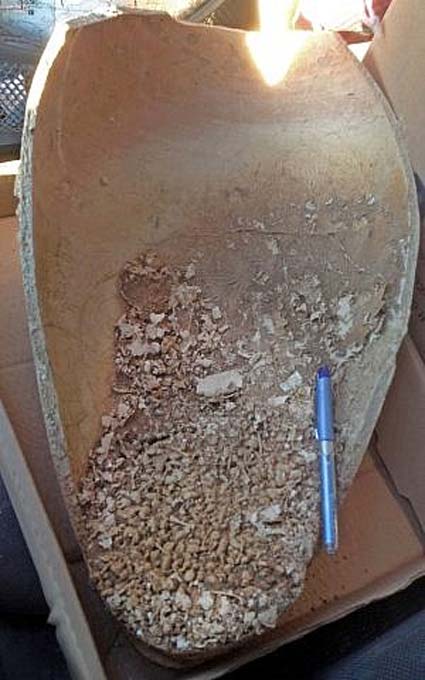 Jar with remains of the toads from a Canaanite burial site near Jerusalem’s Biblical Zoo. (Zohar Turgeman-Yaffe, Israel Antiquities Authority)