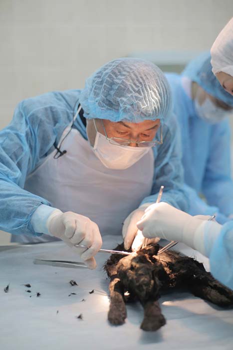Joint team of Russian and Korean researchers makes an autopsy of the puppy in March 2016. (Siberian Times)