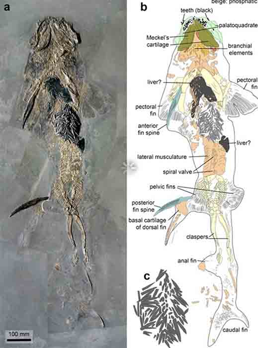 El elasmobranquio del Jurásico Inferior Hybodus hauffianus (probablemente una especie de tiburón) con el estómago lleno de rostros de belemnita. Foto (izquierda) copyright R. Böttcher / Staatliches Museum für Naturkunde en Stuttgart. (Diario Suizo de Paleontología)