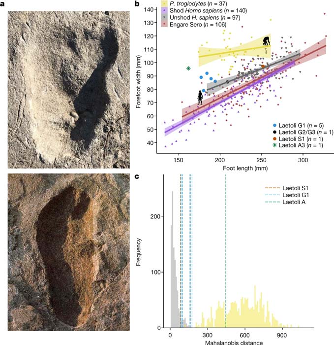 Images of the Laetoli A3 footprint (top) length matched to Laetoli G1 (bottom). (b) Plot comparing foot length to forefoot width in adult and juvenile humans and bipedal chimpanzees. (c) Histogram of Mahalanobis distances between the mean modern human footprint and the averages of two randomly drawn human footprints. (Nature)