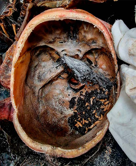 Maggots can be seen on the inside of the mummified man’s skull. (Mileva B, Tsranchev I, Georgieva M, et al. /CC-BY 4.0)
