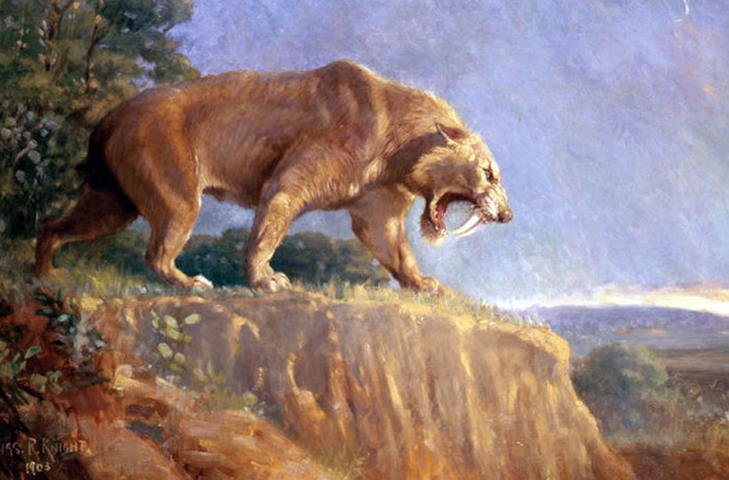 Painting of Smilodon populator from the American Museum of Natural History by Charles Knight (1903) (Public Domain)