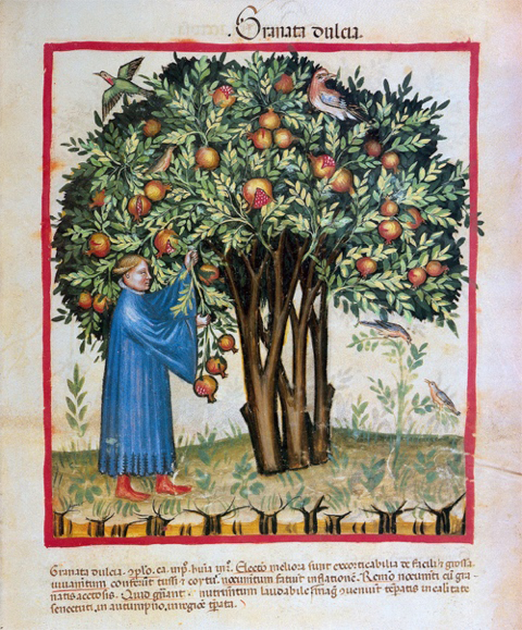 Man picking fruit from a pomegranate tree. (Wellcome Collection / CC BY 4.0)