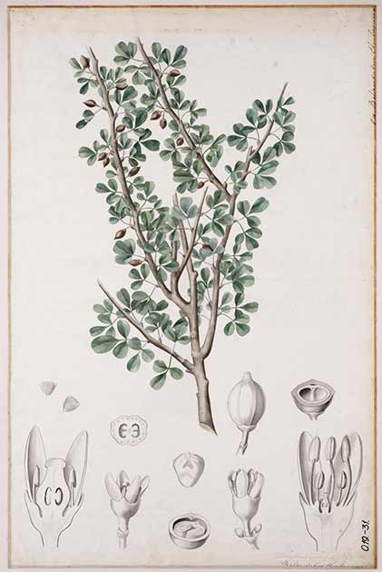 Muchos eruditos creen que esta planta, Commiphora gileadensis, el árbol de bálsamo árabe, un arbusto, es la legendaria planta bíblica de caqui, que era medicinal y se usaba para hacer incienso. (Petronelle JM Pas / Dominio Público)