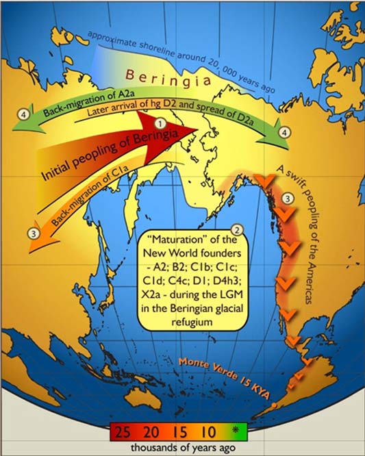 Map of gene flow in and out of Beringia (CC BY-SA 2.5)