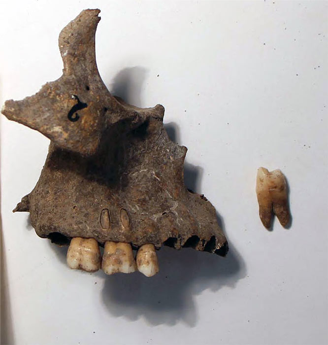 Maxilar y diente del espécimen excavado en Cabeço da Amoreira en Portugal, utilizado para análisis biomoleculares en este estudio. (Rita Peyroteo Stjerna)