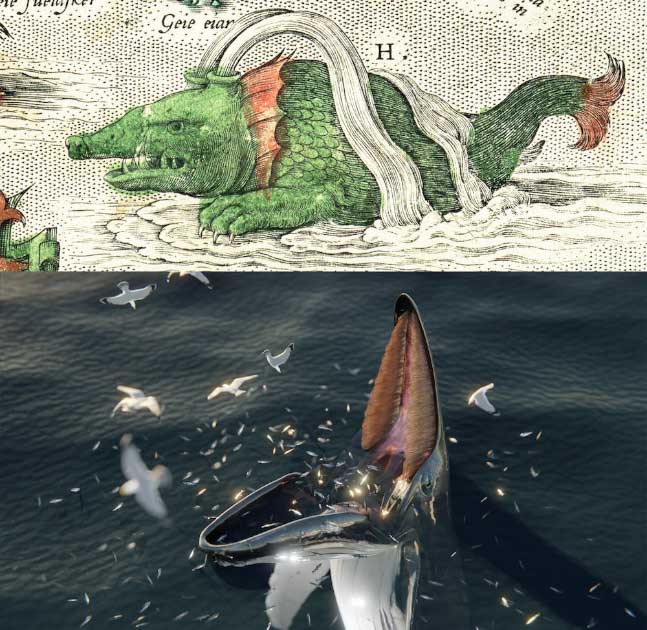 McCarthy noted this sea monster from Ortelius’s 1658 map of Iceland is described as having similar behavior as the earlier Norse accounts of a creature called the ‘hafgufa’ - could it be related to a recently observed feeding strategy of whales? Top: Detail from Ortelius's 1658 map of Iceland - 'H: the greatest of whales which could not chase fish but caught them through cunning. Bottom: digital representation of a trap-feeding humpback. (J. McCarthy/The Conversation)