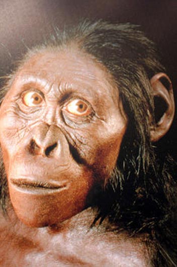 Model of A. africanus individual. 