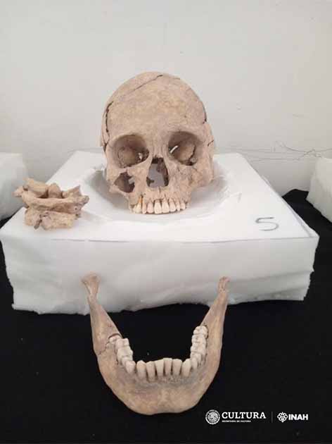 One of the skulls discovered at the Moral-Reforma archaeological site. (Miriam Angélica Camacho Martínez/INAH)