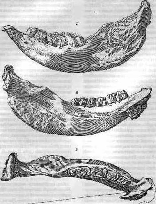 The "Moscow mandible", holotype of Elasmotherium sibiricum.