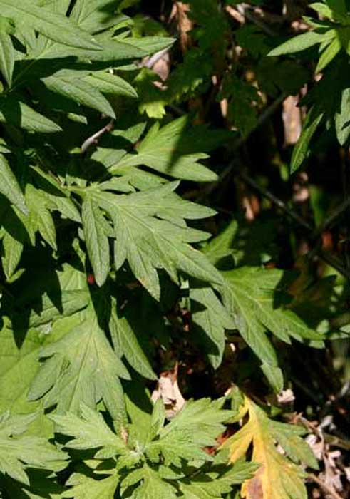 Mugwort