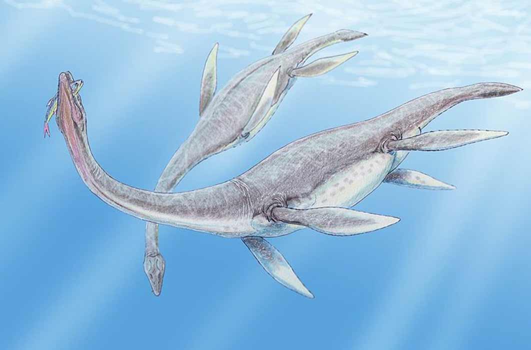 Plesiosaurus dolichodeirus (:Dmitry Bogdanov/ CC BY-SA 3.0)
