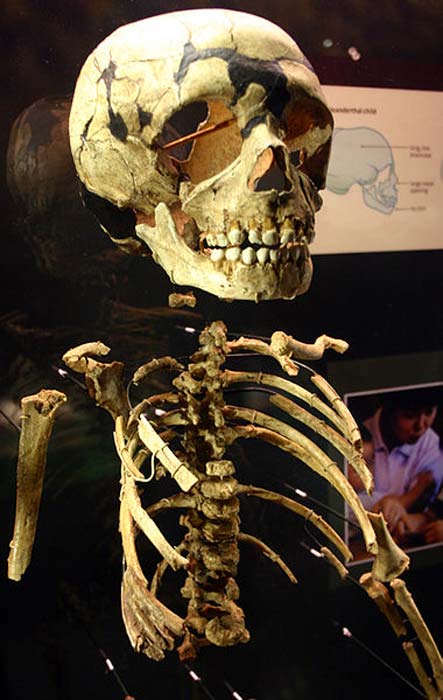 Partial skeleton of a Neanderthal child.