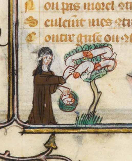 penis tree.  A nun harvesting rods from a tree in Romain de la Rose, c.  1325-1353.  (Paris, Bibliothèque nationale de France, MS. Fr. 25526, f. 106v.)