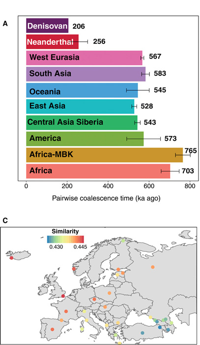 Fig. 2 from the Science Advances study: Performance of SARGE on SGDP and archaic hominin dataset: (A) Pairwise coalescence times for randomly sampled sets of up to 10 pairs of phased genome haplotypes per population in ka (thousands of years ago). Values are calibrated using a 13 million years ago (13 Ma) human-chimp divergence time. (B) Unweighted pair group method with arithmetic mean trees computed using nucleotide diversity from SNP data (top and left) against similarity matrix from shared recombination events inferred by SARGE (Speedy Ancestral Recombination Graph Estimator). (Science Advances)