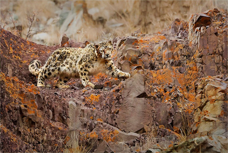 Phantom of the Himalayas –This male snow leopard was injured in his eye in a fight (Image: © Willem Daffue)