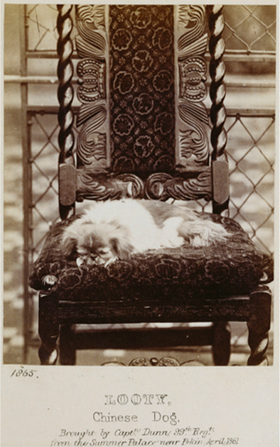 Fotografía de Looty the Pekingese en 1865, descrita por el Capitán Dunne como 