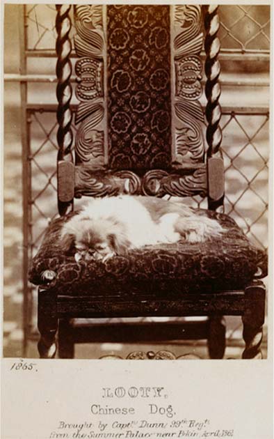 Photograph of Looty the Pekingese in 1865, described by Captain Dunne as “most perfect little beauty.” She died at Windsor Castle in 1872 and was buried in an unmarked grave. (Public domain)