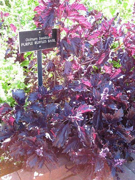 Purple ruffles basil (ocimum basilicus) Huntington Gardens (Los Angeles).