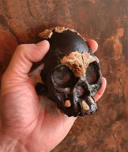A reconstruction of the skull of Leti (Homo naledi) in the hand of Professor Lee Berger. (University of Witwatersrand)