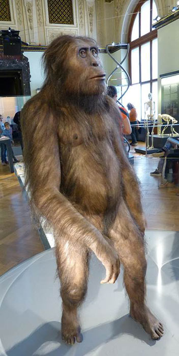 Reconstruction of a male Australopithecus afarensis at the Natural History Museum, Vienna. (Wolfgang Sauber / CC BY-SA 4.0)