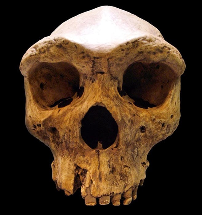 Реплика на праисторическия череп Кабве, съхраняван в музея Мауер, в Хайделберг, Германия.  (Gerbil / CC BY-SA 3.0)