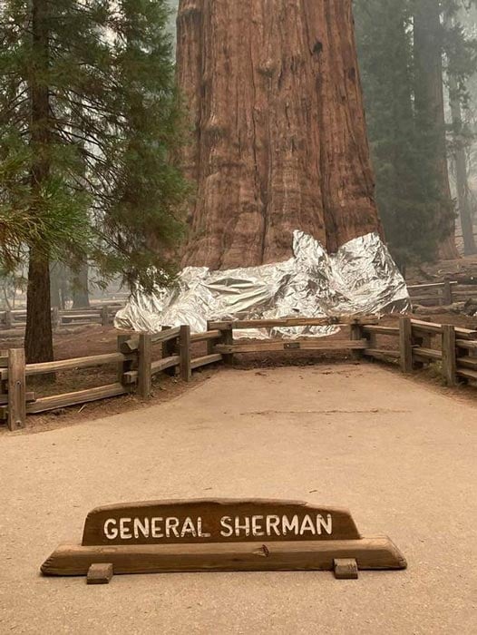 The General Sherman Tree, the world’s largest tree by volume, is wrapped in a fireproof blanket on Thursday Sept. 16, 2021 at Sequoia National Park during the KNP Complex Fire. (Sequoia and Kings Canyon National Parks)
