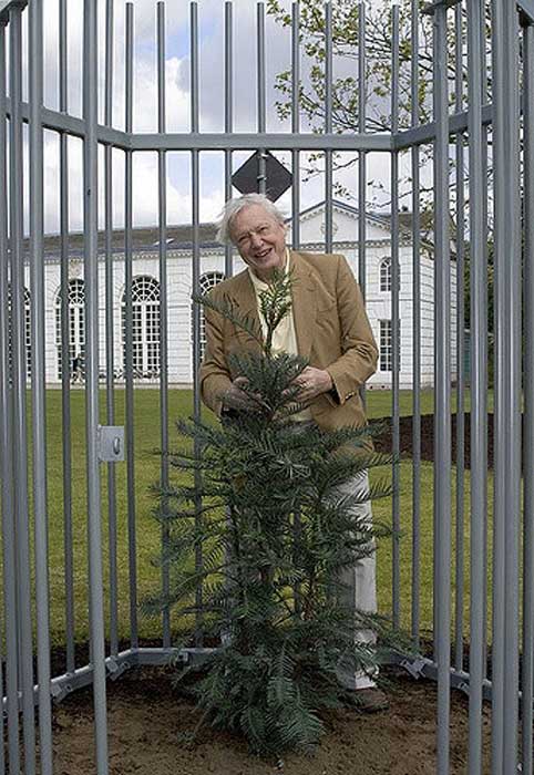 En 2005, Sir David Attenborough plantó el primer pino Wollemi de Kew Garden.