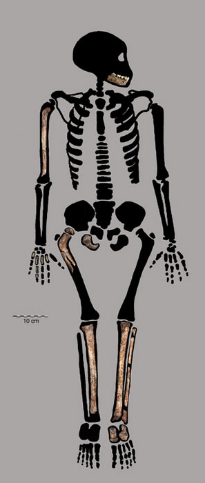 Reconstrucción esquelética con los restos conocidos de un espécimen juvenil de Homo naledi conocido como DH7. (Debra R. Bolter, et al / CC BY-SA 4.0)