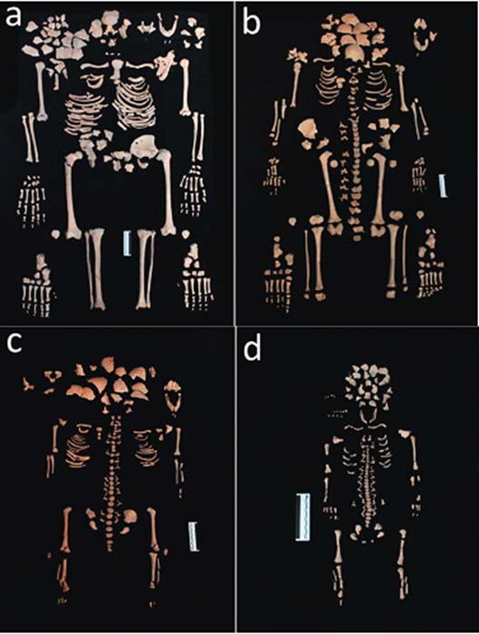 (a) Skeleton of the adult female (b) Skeleton of the 12-year-old sub-adult (c) Skeleton of the 3-year-old sub-adult (d) Skeleton of the 38–40-week-old fetus. 