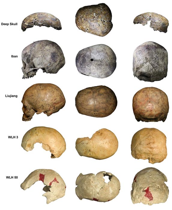 Deep Skull (top) compared with an Indigenous Iban cranium collected from a long-house in Sarawak, and with early modern human crania from China (Liujiang) and the Willandra Lakes in Australia (WLH3 and WLH 50).