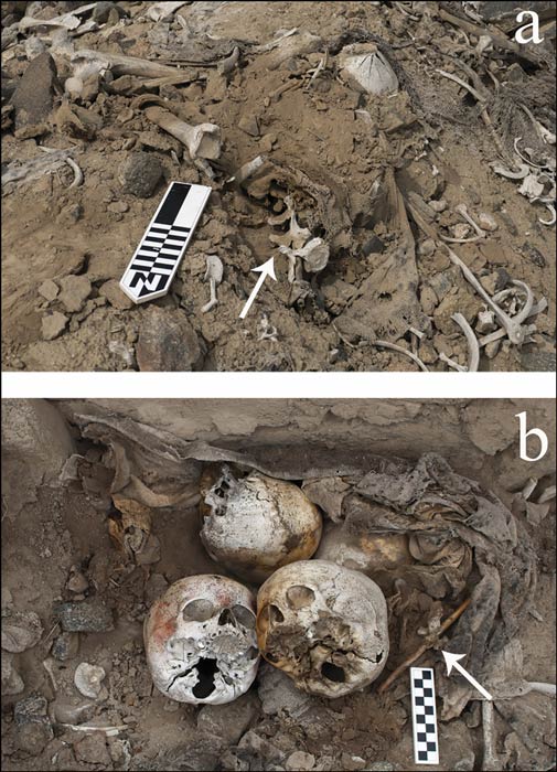 Skulls and vertebrae-on-posts associated with disturbed textile bundles. (Jacob L. Bongers / Antiquity Publications Ltd)