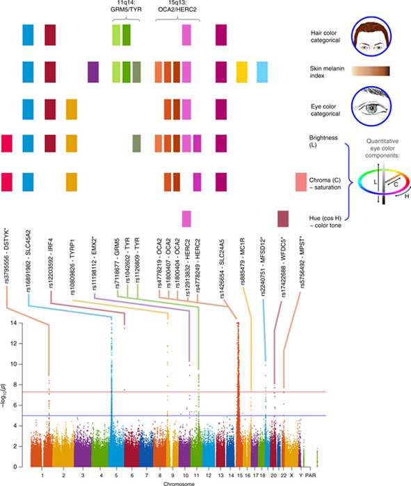 Summary of findings from study. (Nature Communications / UCL)