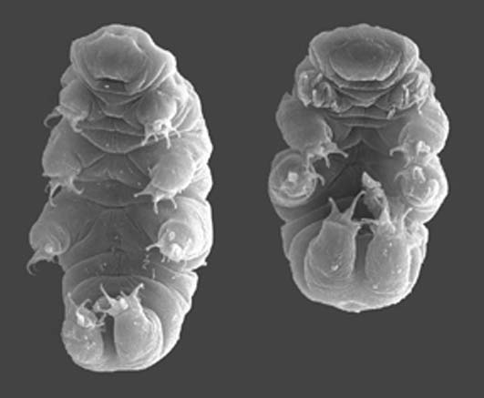 Tardigrades imaged with a scanning electron microscope (CC by SA 2.5)