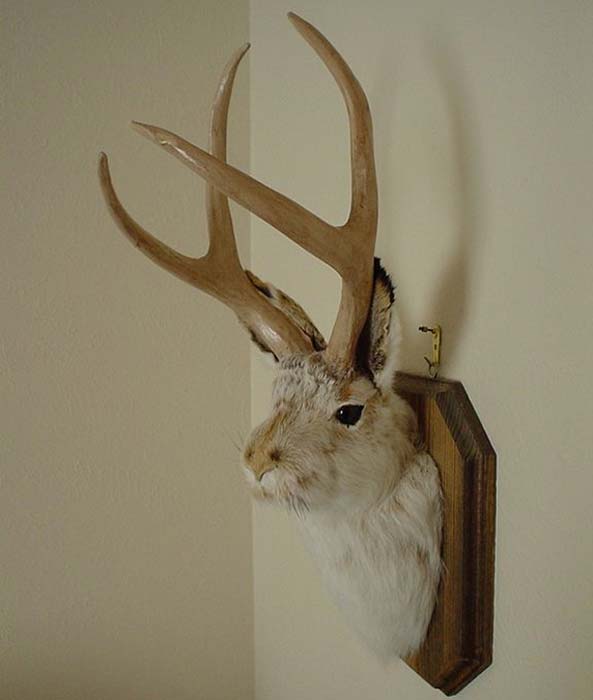 The Truth Behind The Jackalope And Those Who Hunt The Elusive