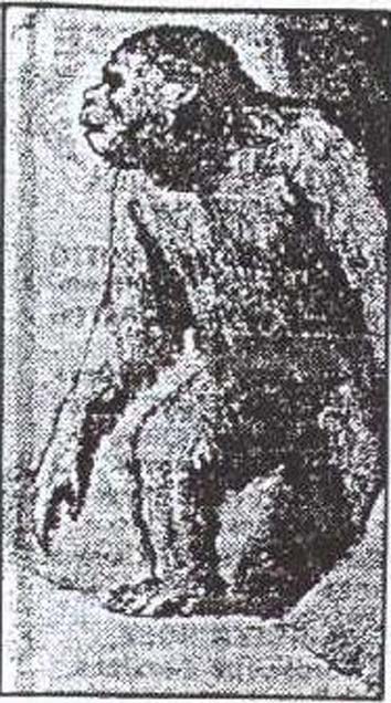 The Great Hairy Moehau.