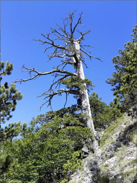 The Heldreich’s pine found in Pollino National Park and dated by Gianluca Piovesan of Università della Tuscia in Italy and colleagues. (Image: Gianluca Piovesan)